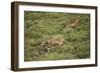 Wild Puma in Chile-Joe McDonald-Framed Photographic Print