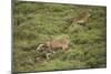 Wild Puma in Chile-Joe McDonald-Mounted Photographic Print