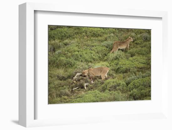 Wild Puma in Chile-Joe McDonald-Framed Photographic Print