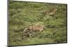 Wild Puma in Chile-Joe McDonald-Mounted Photographic Print