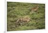 Wild Puma in Chile-Joe McDonald-Framed Photographic Print