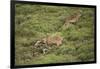 Wild Puma in Chile-Joe McDonald-Framed Photographic Print