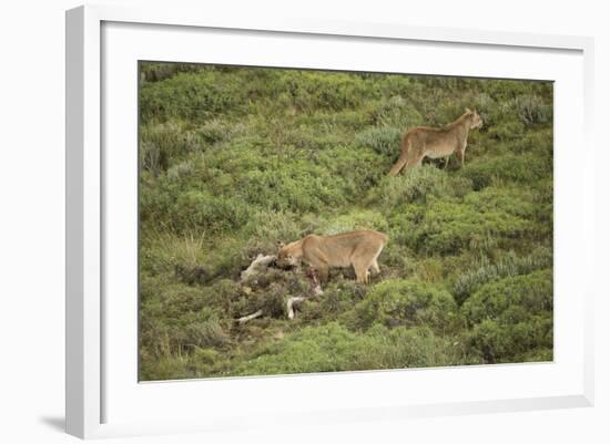 Wild Puma in Chile-Joe McDonald-Framed Photographic Print