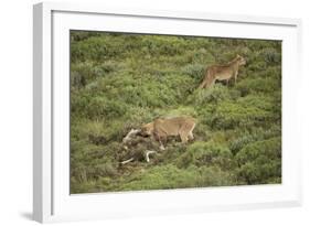 Wild Puma in Chile-Joe McDonald-Framed Photographic Print