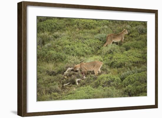 Wild Puma in Chile-Joe McDonald-Framed Photographic Print