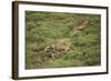 Wild Puma in Chile-Joe McDonald-Framed Photographic Print