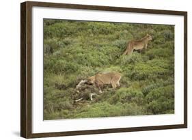 Wild Puma in Chile-Joe McDonald-Framed Photographic Print