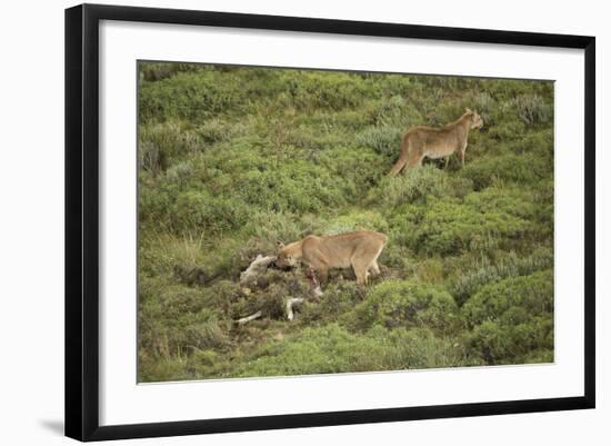 Wild Puma in Chile-Joe McDonald-Framed Photographic Print