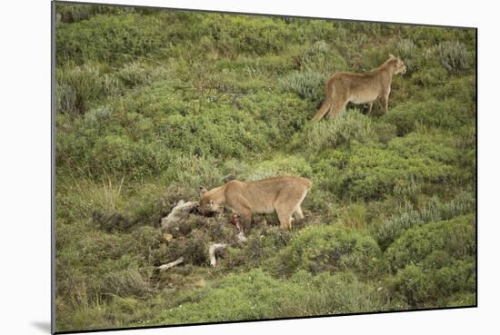 Wild Puma in Chile-Joe McDonald-Mounted Photographic Print