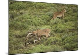 Wild Puma in Chile-Joe McDonald-Mounted Photographic Print