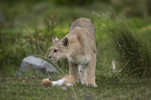 Wild Puma in Chile' Photographic Print - Joe McDonald | AllPosters.com