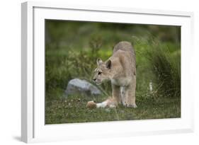 Wild Puma in Chile-Joe McDonald-Framed Photographic Print