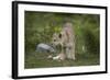 Wild Puma in Chile-Joe McDonald-Framed Photographic Print