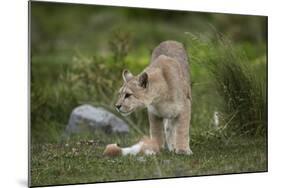 Wild Puma in Chile-Joe McDonald-Mounted Photographic Print