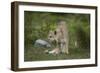 Wild Puma in Chile-Joe McDonald-Framed Photographic Print