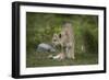 Wild Puma in Chile-Joe McDonald-Framed Photographic Print