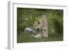 Wild Puma in Chile-Joe McDonald-Framed Photographic Print