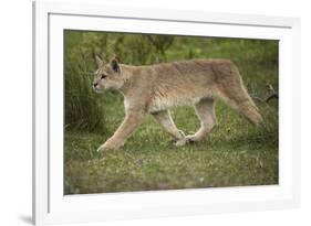 Wild Puma in Chile-Joe McDonald-Framed Photographic Print