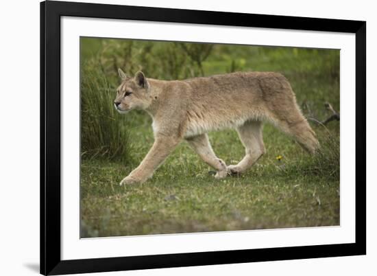 Wild Puma in Chile-Joe McDonald-Framed Photographic Print