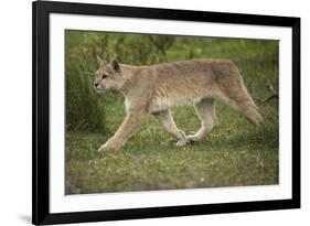 Wild Puma in Chile-Joe McDonald-Framed Photographic Print