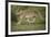 Wild Puma in Chile-Joe McDonald-Framed Photographic Print