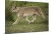 Wild Puma in Chile-Joe McDonald-Mounted Photographic Print