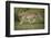 Wild Puma in Chile-Joe McDonald-Framed Photographic Print