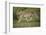 Wild Puma in Chile-Joe McDonald-Framed Photographic Print