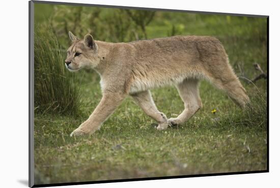 Wild Puma in Chile-Joe McDonald-Mounted Photographic Print