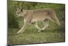 Wild Puma in Chile-Joe McDonald-Mounted Photographic Print