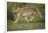 Wild Puma in Chile-Joe McDonald-Framed Photographic Print