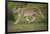 Wild Puma in Chile-Joe McDonald-Framed Photographic Print