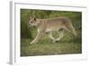 Wild Puma in Chile-Joe McDonald-Framed Photographic Print