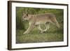 Wild Puma in Chile-Joe McDonald-Framed Photographic Print