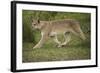 Wild Puma in Chile-Joe McDonald-Framed Photographic Print