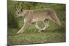 Wild Puma in Chile-Joe McDonald-Mounted Photographic Print