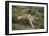 Wild Puma in Chile-Joe McDonald-Framed Photographic Print