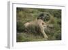 Wild Puma in Chile-Joe McDonald-Framed Photographic Print