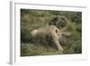 Wild Puma in Chile-Joe McDonald-Framed Photographic Print