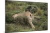 Wild Puma in Chile-Joe McDonald-Mounted Photographic Print