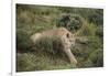 Wild Puma in Chile-Joe McDonald-Framed Photographic Print