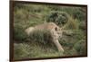 Wild Puma in Chile-Joe McDonald-Framed Photographic Print