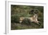 Wild Puma in Chile-Joe McDonald-Framed Photographic Print