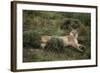 Wild Puma in Chile-Joe McDonald-Framed Photographic Print