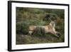 Wild Puma in Chile-Joe McDonald-Framed Photographic Print