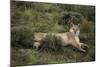 Wild Puma in Chile-Joe McDonald-Mounted Photographic Print