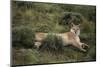 Wild Puma in Chile-Joe McDonald-Mounted Photographic Print