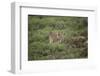 Wild Puma in Chile-Joe McDonald-Framed Photographic Print