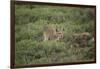 Wild Puma in Chile-Joe McDonald-Framed Photographic Print