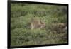 Wild Puma in Chile-Joe McDonald-Framed Photographic Print